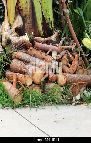Frisch geschnittene Jungen Eukalyptus Eukalyptus Gunnii oder als Apfelwein Gum Eucalyptus tree Protokolle bekannt Stockfoto