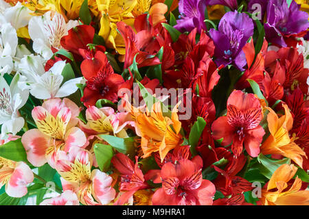 Bündel von bunten alstroemeria als schöne floral background Stockfoto