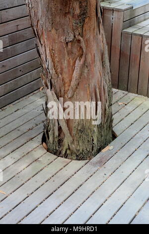 Timber decking um Baum geschnitten Stockfoto