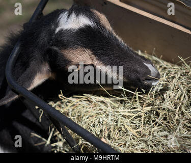 Nigerianische Zwerg Ziege essen Timothy Heu von Schrägförderer Stockfoto