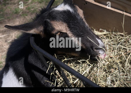 Nigerianische Zwerg Ziege essen Timothy Heu von Schrägförderer Stockfoto