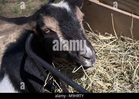 Nigerianische Zwerg Ziege essen Timothy Heu von Schrägförderer Stockfoto