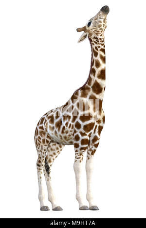 Schöne Giraffe isoliert auf Weiss, 3D-Rendering Stockfoto