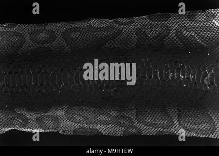 Jacke cast-off Haut der Schlange Royal Python auf weißem Hintergrund. Die EDV-Verarbeitung, Inversion. Stockfoto