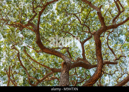 Patten von branch Big Samanea saman Baum Stockfoto