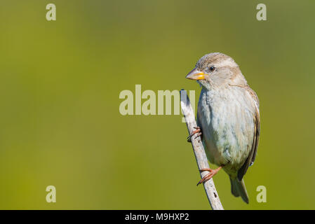 Rock Sparrow oder Petronia Petronia thront auf einer Stange Stockfoto