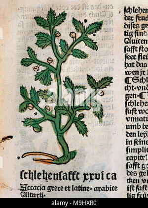 Hortus Sanitatis (Gart der Gesundheit). Buch der natürlichen Geschichte Geschrieben von der Deutsche Arzt Johann Wonnecke von Kaub (Johannes de Cuba) (1430-1503). Seite des Tractatus de Herbis, die Akazie. Folio 18. Von Johann Schoensperger in Augsburg (Deutschland), 1487 bearbeitet werden. Stockfoto