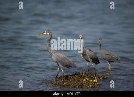 Western Reef heron Vögel Angeln vom Meer Stockfoto