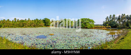 Ländliche Sri Lankan Viewpoint: Blick auf einen typischen Straßenrand Seerosenteich in unberührten ländlichen tropische Landschaft mit blauen Himmel an einem sonnigen Tag Stockfoto