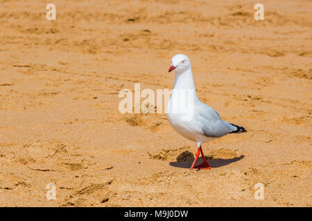 Einsame Möwe zu Fuß auf einem Sandstrand. Stockfoto