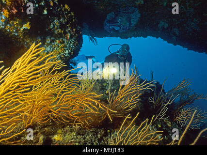 Scuba Diver an einem Überhang mit gelben Gorgonien (Eunicella Cavolini), Korsika, Frankreich, Mittelmeer, Europa Stockfoto