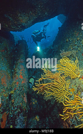 Scuba Diver an einem Überhang mit gelben Gorgonien (Eunicella Cavolini), Korsika, Frankreich, Mittelmeer, Europa Stockfoto