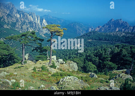 Europäische schwarze Kiefer am Col de Bavella, in den Bergen in der Mitte von Korsika, Frankreich, Mittelmeer, Europa Stockfoto