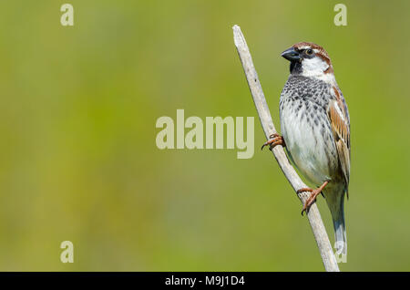 Spanisch sparrow, Passer hispaniolensis, einzelne männliche auf Ast sitzend Stockfoto