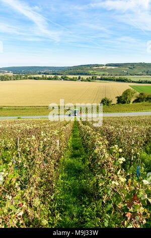 Zeilen von Rebe in einem Weinberg Champagner mit einem Schlepper fährt auf einer kleinen Landstraße und ein Maisfeld im Hintergrund. Stockfoto