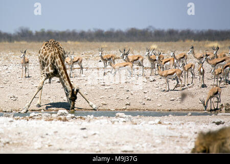 Essen, Giraffe, Tierwelt im Etosha National Park, Namibia, Afrika Stockfoto