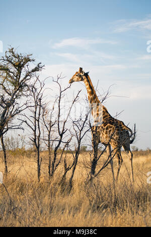 Essen, Giraffe, Tierwelt im Etosha National Park, Namibia, Afrika Stockfoto