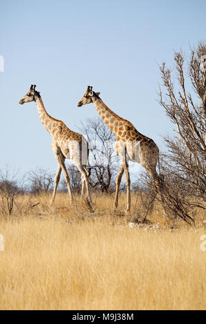 Giraffe, Tierwelt im Etosha National Park, Namibia, Afrika Stockfoto