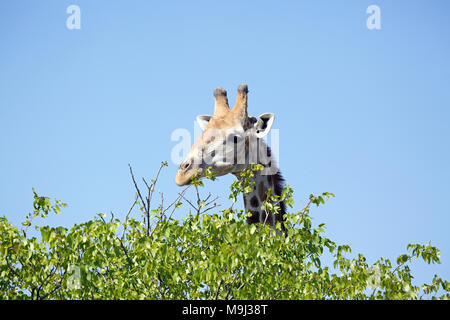 Giraffe, Tierwelt im Etosha National Park, Namibia, Afrika Stockfoto