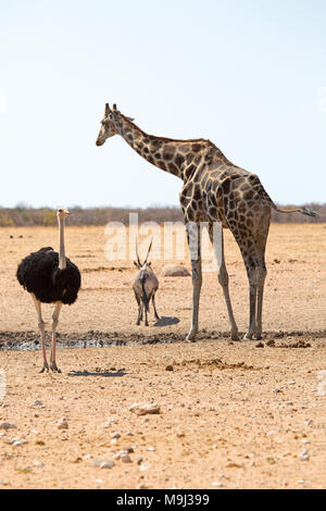 Die drei muskatiers Wildlifein Namibia, Afrika Stockfoto