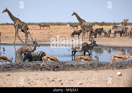 Giraffe und Freunde in der Badewanne, Namibia Afrika Stockfoto