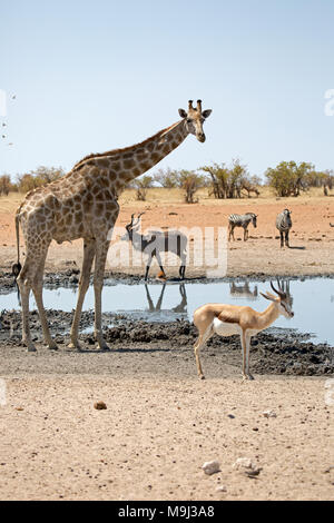 Giraffe, Tierwelt im Etosha National Park, Namibia, Afrika Stockfoto