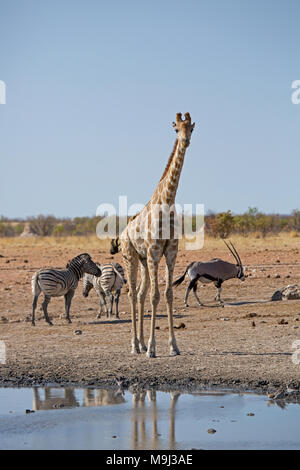 Giraffe und Freunde, Wildlifein Namibia Afrika Stockfoto