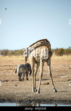 Giraffe und Freunde, Wildlifein Namibia Afrika Stockfoto