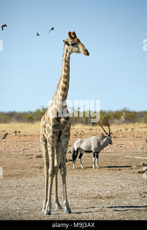 Giraffe und Freunde, Wildlifein Namibia Afrika Stockfoto