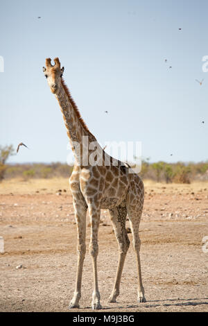 Giraffe, Tierwelt im Etosha National Park, Namibia, Afrika Stockfoto
