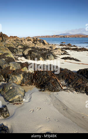 Februar ein sonniger Nachmittag. North East über St. Ronan;'s Bay und der Klang von Iona auf Mull. Mit Felsenküste und Algen. Iona Stockfoto