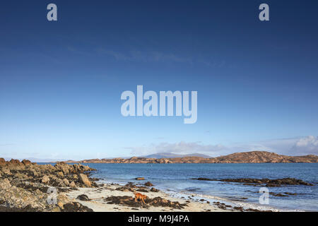 Februar ein sonniger Nachmittag. North East über St. Ronan;'s Bay und der Klang von Iona auf Mull. Mit Felsenküste und Algen. Iona Stockfoto