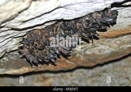 USFWS bei der Arbeit zum Schutz der Umwelt. Stockfoto