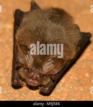Diese Ozark big-eared bat ist im Ruhezustand mit seinen Ohren gefaltet zurück an seinen Körper, als typische während des hibernate Foto wird von Richard Stark / Usfws. Stockfoto