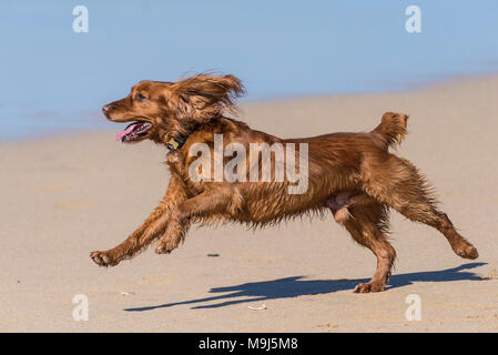 Ein energiegeladener Cocker Spaniel Hund, der über einen Strand in Cornwall läuft. Stockfoto