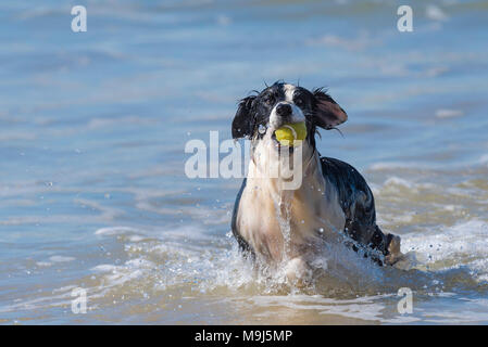 Ein Border Collie Abrufen einer Kugel aus dem Meer auf den Fistral Beach in Newquay Cornwall. Stockfoto