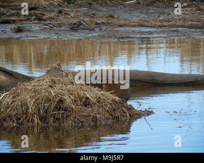Credit: Schlecht River Band des Lake Superior Chippewa Indianer Stockfoto