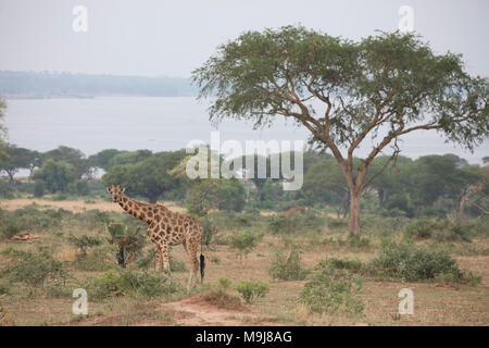 Giraffe im Murchison Falls National Park in Uganda. Stockfoto