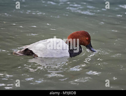 Europäische Pochard (aythya Farina) Stockfoto