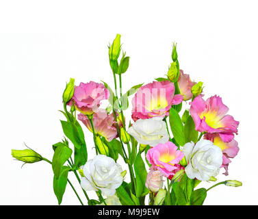 Blumenstrauß aus Zartes Rosa mit Gelb und Weiß EUSTOMA (LISIANTHUS) Blumen auf weißem Hintergrund Stockfoto