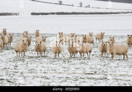 Lleyn Schafe an der Kamera im Schnee in den Cotswolds. Gloucestershire, England Stockfoto