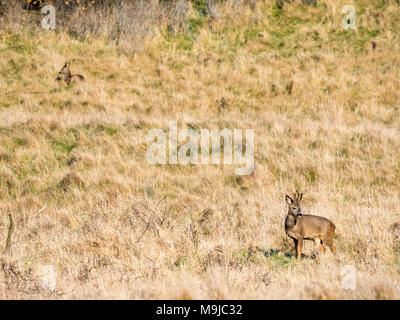 Aberlady Nature Reserve, Aberlady, East Lothian, Schottland, Vereinigtes Königreich, 26. März 2018. Ein paar Rehe grasen und Ausruhen in der Sonne. Die männlichen Hirsche hat furry Geweih, wie sie Nachwachsen Stockfoto