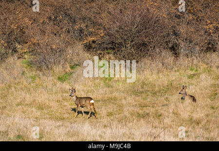 Aberlady Nature Reserve, Aberlady, East Lothian, Schottland, Vereinigtes Königreich, 26. März 2018. Ein paar Rehe grasen und Ausruhen in der Sonne. Die männlichen Hirsche hat furry Geweih, wie sie Nachwachsen Stockfoto