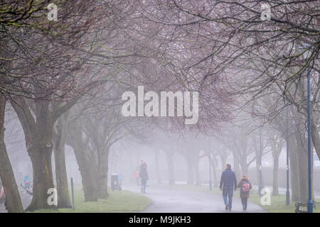 Aberystwyth Wales UK, Dienstag, 27. März 2018 Deutschland Wetter: Ein grauer Nebel und nebliger Morgen in Aberystwyth Wales als Menschen, ihre Kinder in die Grundschule gehen Sie den Baum Plascrug Avenue Foto © Keith Morris/Alamy Leben Nachrichten gefüttert Stockfoto