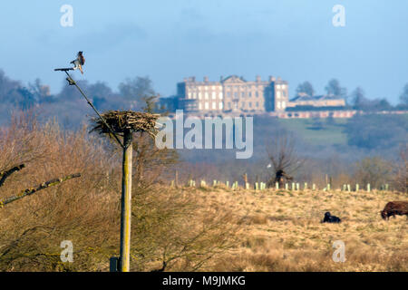 Rutland Water, Oakham. 26 Mär, 2018. Langen sonnigen Tag auf der Reserve mit blauen Himmel für Besucher der Lynton center und Naturschutzgebiet, Besucher genießen Sie Live Cam der Fischadler nach ihrer Rückkehr aus dem Winterquartier in Afrika. Clifford Norton Alamy Leben Nachrichten. Credit: Clifford Norton/Alamy leben Nachrichten Stockfoto