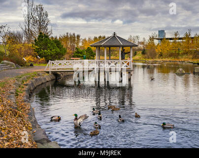 Birdlife an einem kleinen Teich, Pavillon im Hintergrund, Herbst, Kopavogur, Island. Stockfoto