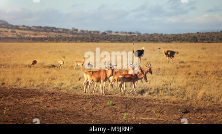 Kleine Herde von Hartebeest (Alcelaphus buselaphus) mit zwei Strauße im Hintergrund. Amboseli National Park, Kenia Stockfoto
