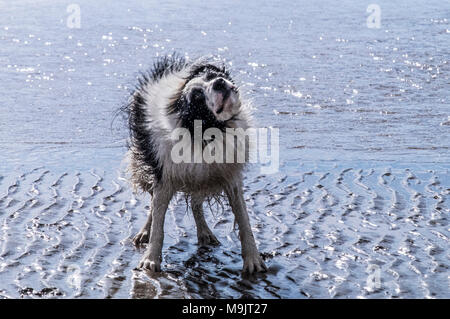 Nasse Hunde am Strand Stockfoto