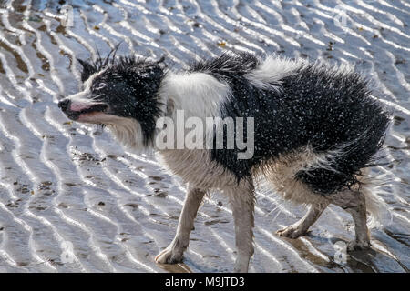 Nasse Hunde am Strand Stockfoto