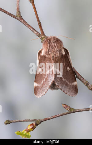 Wollafter, Frühlings-Wollafter, Birkennestspinner, Weibchen, Eriogaster lanestris, Bombyx lanestris, kleine Eggar, weiblich, bombyx laineux, laineuse du Stockfoto